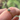 14k Goldfill stacking ring featuring a bright Moss coloured agate gemstone | on hand model